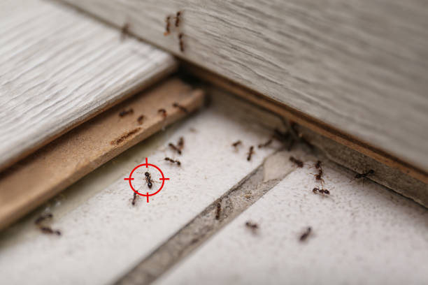 Best Pest Prevention Services  in Richlands, VA